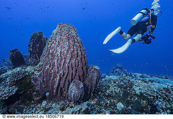 Diver swimming bye giant barrel sponge coral to in the Banda Sea