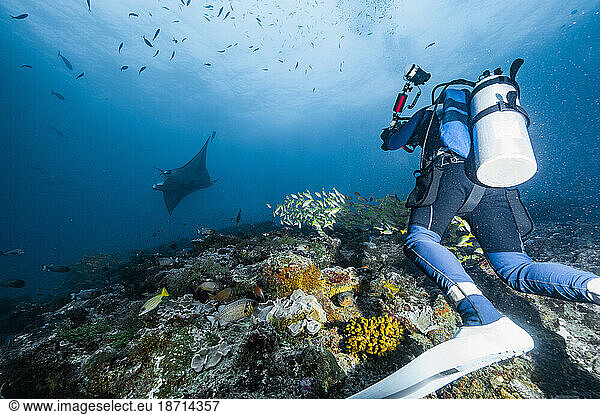 diver taking picture of manta ray in the Maldives