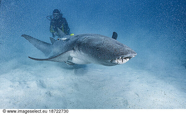 diver with grey nurse shark in the Maldives
