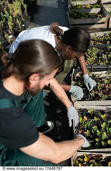Diverse farmers planting strawberry in crates