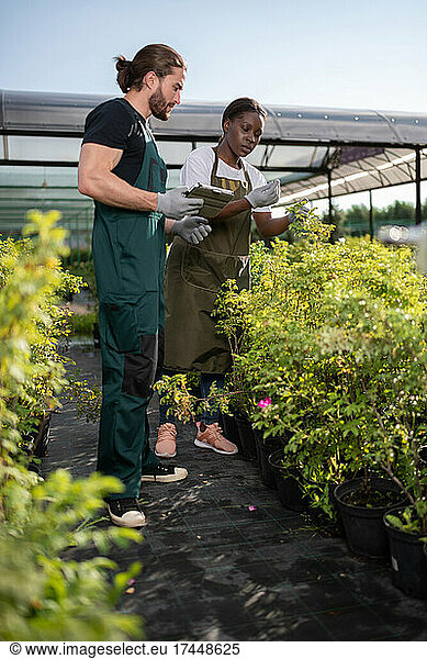 Diverse gardeners checking plants near greenhouse