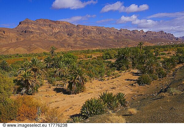 Djebel Kissane  Agdz  Palmenhain  Oase  Draa-Tal  Souss-Massa-Draa-Region  Tal des Draa-Flusses  Antiatlas  Maghreb  Nordafrika  Marokko  Afrika