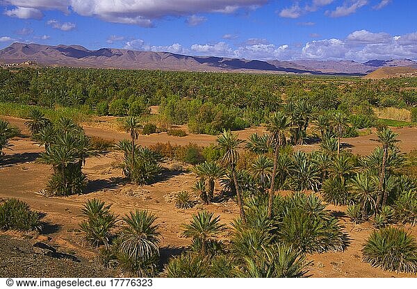 Djebel Kissane  Agdz  Palmenhain  Oase  Draa-Tal  Souss-Massa-Draa-Region  Tal des Draa-Flusses  Antiatlas  Maghreb  Nordafrika  Marokko  Afrika