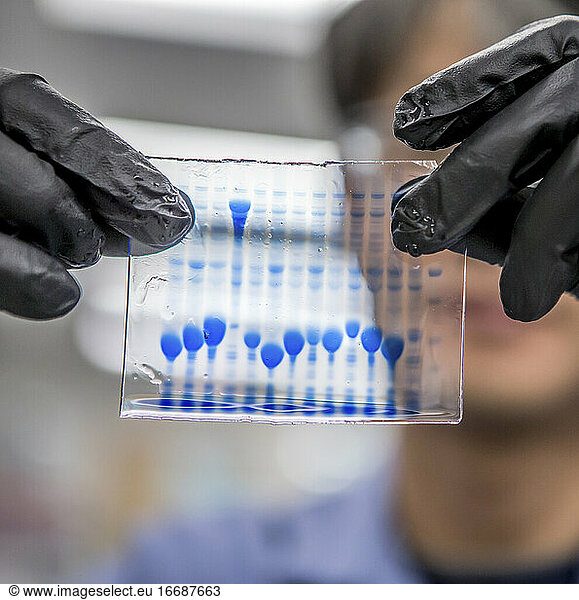 DNA-Proben für die biowissenschaftliche Forschung