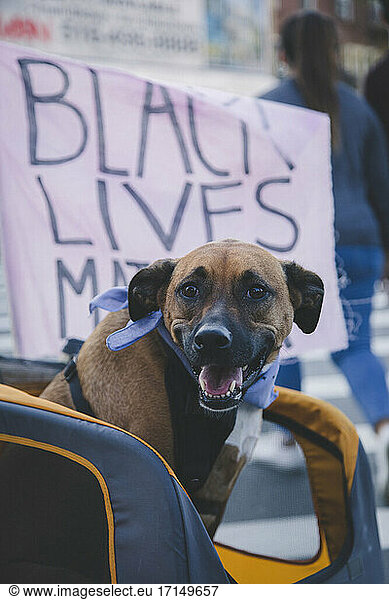 Dog and Black Lives Matter Sign during Celebration of President-Elect Joe Biden  Brooklyn  New York  USA