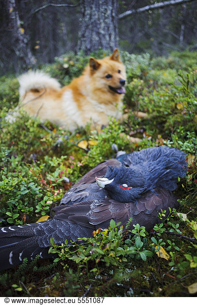 Dog and dead Common Pheasant