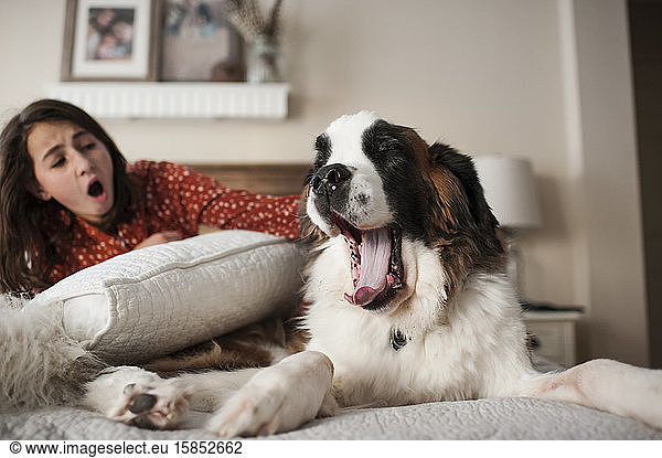 Dog and young girl yawning at the same time sitting on bed at home
