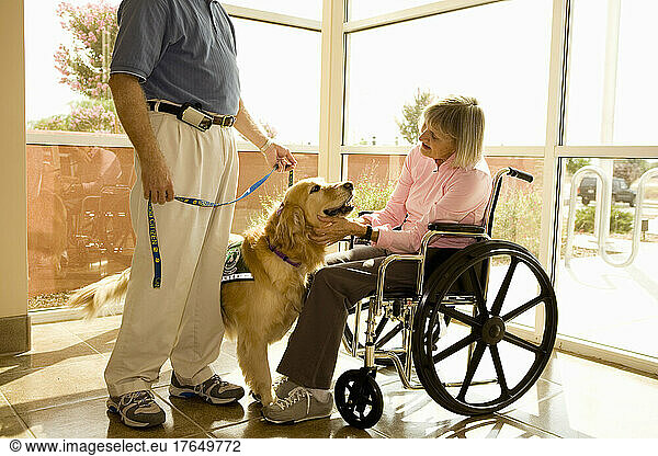 Dog assisted therapy for patient in wheelchair