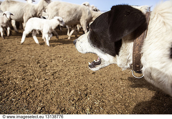 Dog barking while sheep walking on field in farm