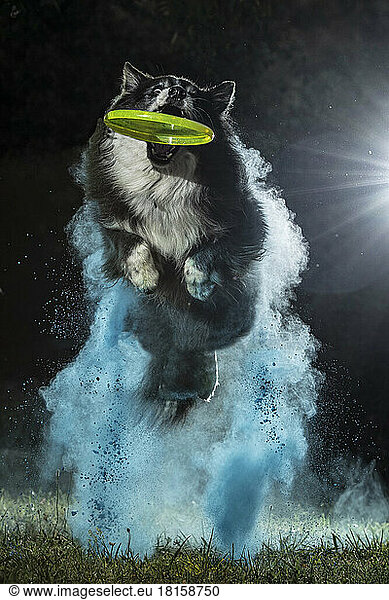 Dog Border Collie jump with the blue powder black background