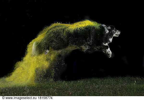 Dog Border Collie jump with the yellow powder black background