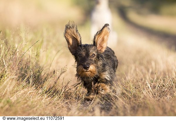 Dog (Canis lupus familiaris)  Dachshund running through a meadow  Wustermark  Brandenburg  Germany  Europe