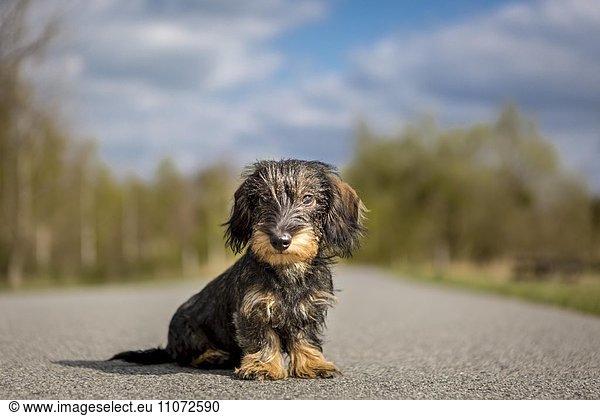 Dog (Canis lupus familiaris)  Dachshund sitting on path  female  4 months  Wustermark  Brandenburg  Germany  Europe