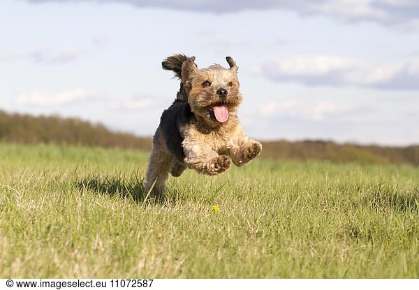Dog (Canis lupus familiaris)  Norfolk Terrier running through a meadow  Wustermark  Brandenburg  Germany  Europe