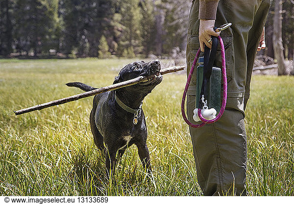 Dog carrying stick in mouth looking at owner while standing in park