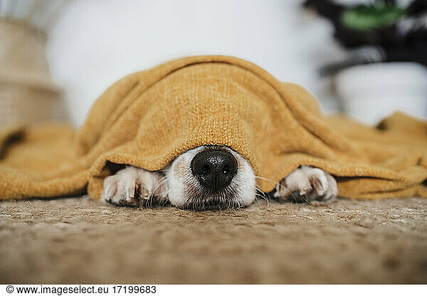 Dog covered in blanket lying on carpet at home
