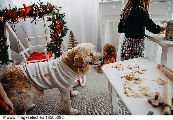 Dog dressed in a sweater standing in the kitchen near child.