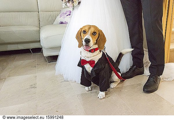 Dog dressed in tailcoat with red bow tie at the feet of the bride and groom on the wedding day