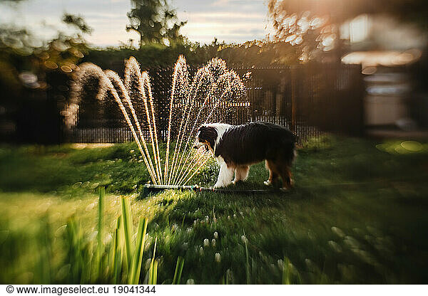 dog drinking water at the hose during a summer evening
