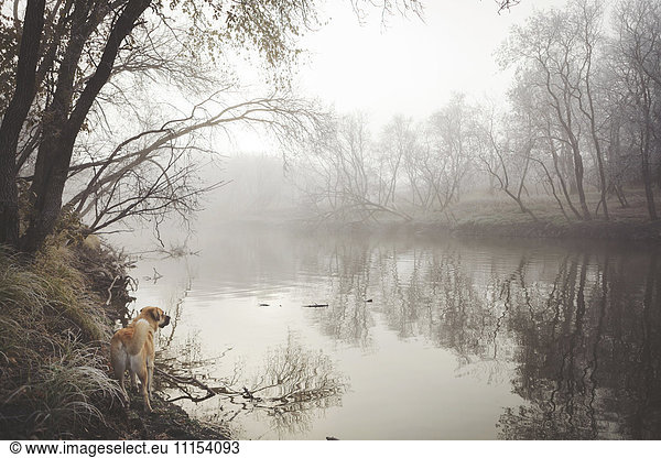 Dog exploring misty rural lake