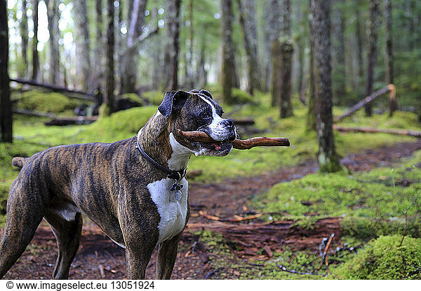 Dog holding stick in mouth while standing in Redwood National and State Parks