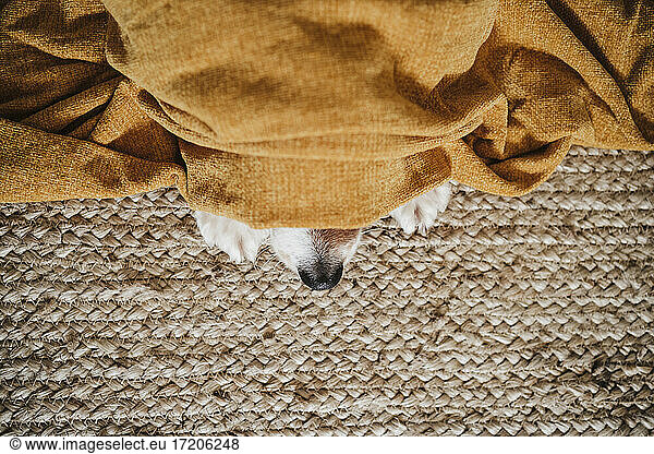 Dog in blanket resting while lying on carpet at home