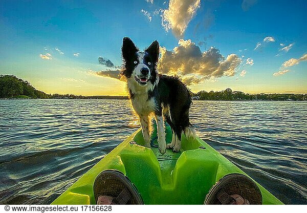 Dog in Kayak Middle River Maryland.