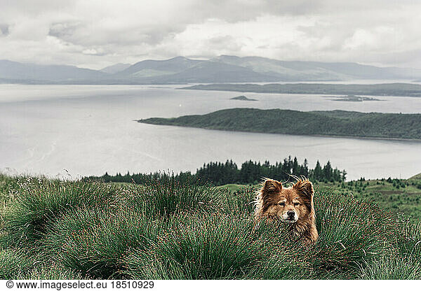 Dog in tall grass on mountain above ocean