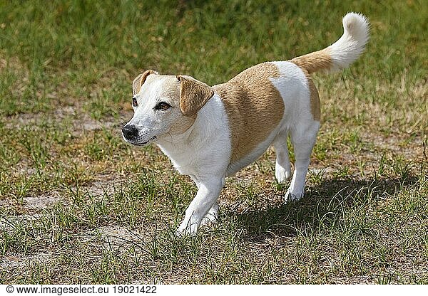 Dog  Jack Russell Terrier  Dog breed  Domestic dog (Canis lupus familiaris)  Schleswig-Holstein  Germany  Europe