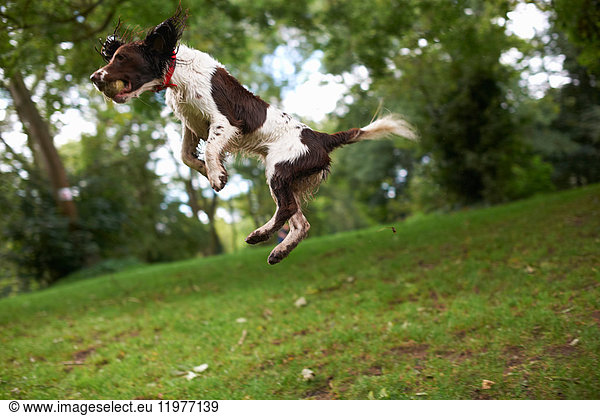 Dog jumping in mid air