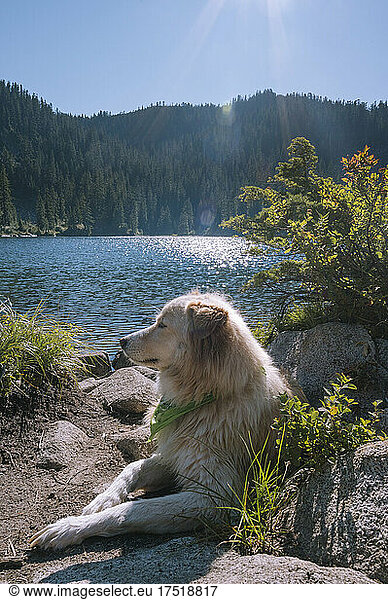 Dog laying in the sun next to an alpine lake