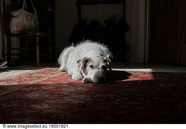 dog laying on the floor looking at the camera in a house