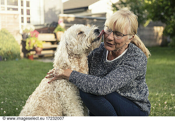 Dog licking mature woman in back yard