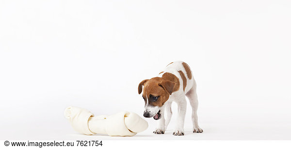 Dog looking at oversized bone