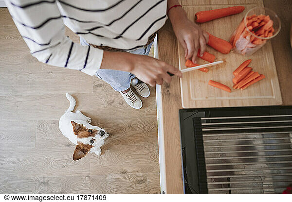 Dog looking at woman cutting carrot in domestic kitchen