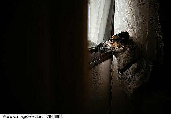 Dog looking out of the window
