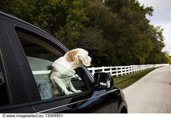 Dog looking through car's window