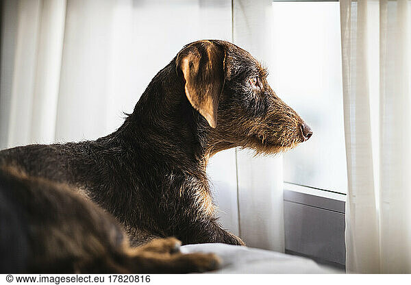Dog looking through the window