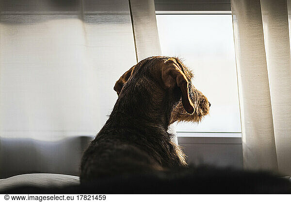 Dog looking through the window sitting at home