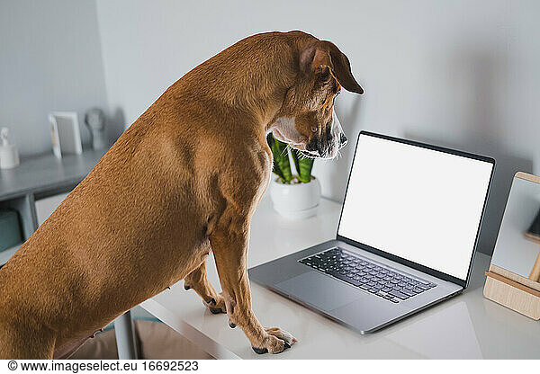 Dog looks at laptop screen at home desk  white screen. Working f