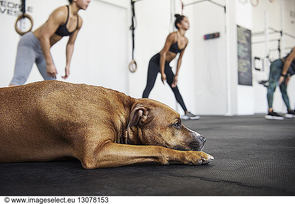 Dog lying while athletes exercising in crossfit gym