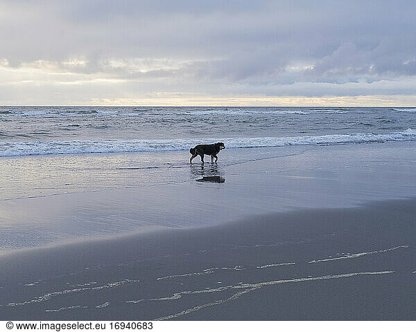 Dog on a beach at the water's edge at low tide.