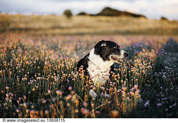 Dog on field covered by flowering plants