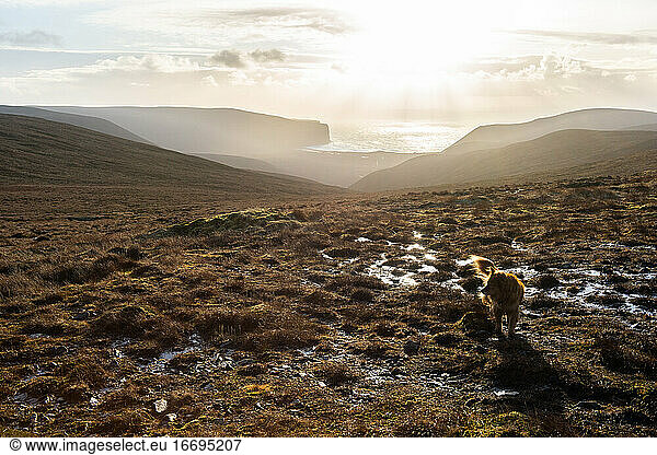 Dog on sunny hill above secluded bay