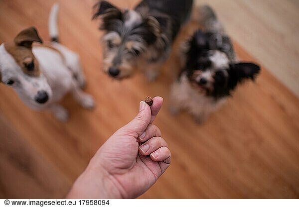 Dog pack waiting on treat in hand of owner