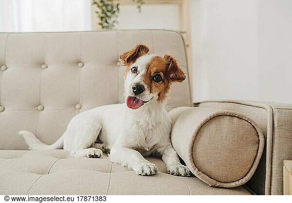 Dog panting sitting on couch at home