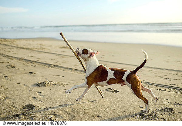 Dog playing with stick on beach