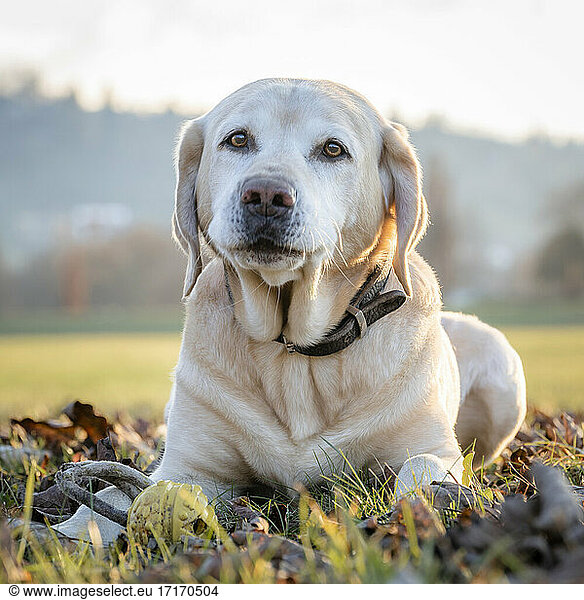 Dog relaxing on grass in meadow