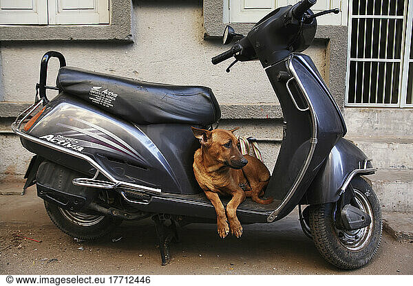 Dog Resting On A Motor Scooter; Ahmedabad City  Gujurat State  India