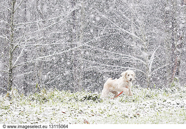 Dog running on field during snowfall